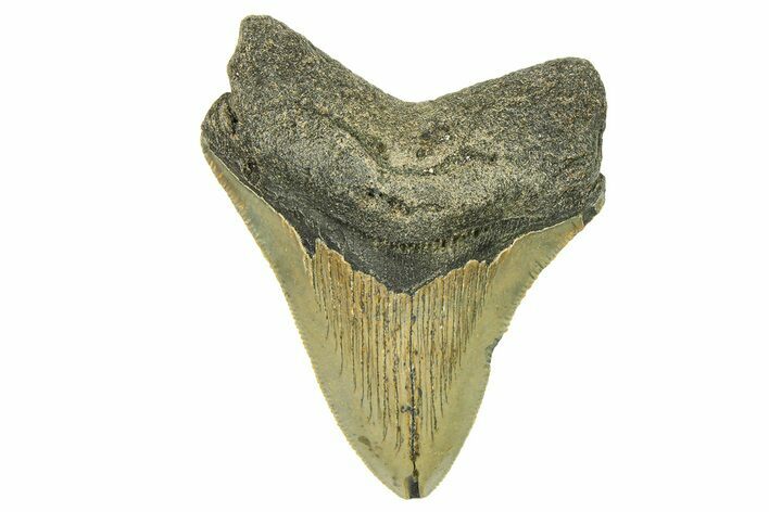 Serrated, Fossil Megalodon Tooth - North Carolina #294506